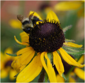 Bee pollinating daisy in Woodland Park Colorado