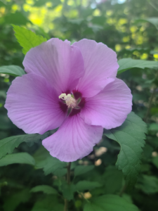 Rose of Sharon in garden in Catawissa Missouri