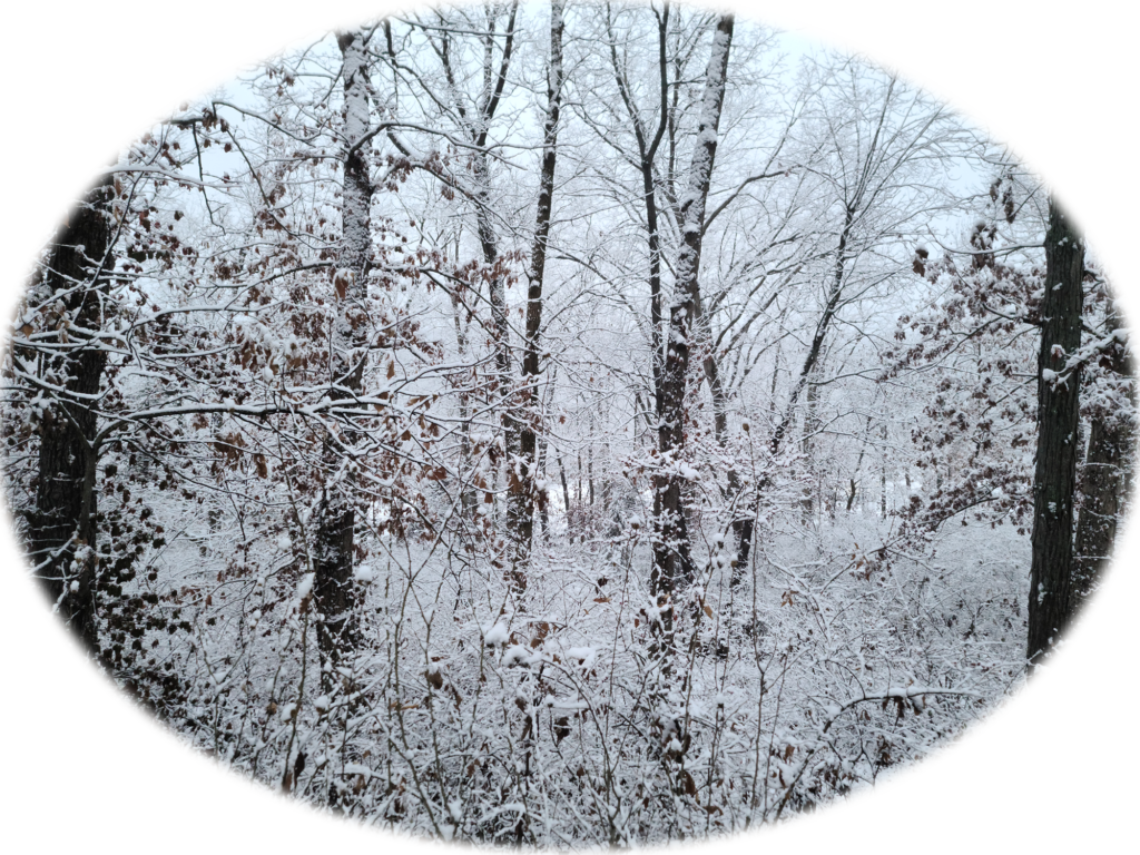 Snow on trees at house in Catawissa Missouri, Winter 2023