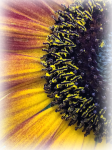 Sunflower from one of my gardens out front of my house