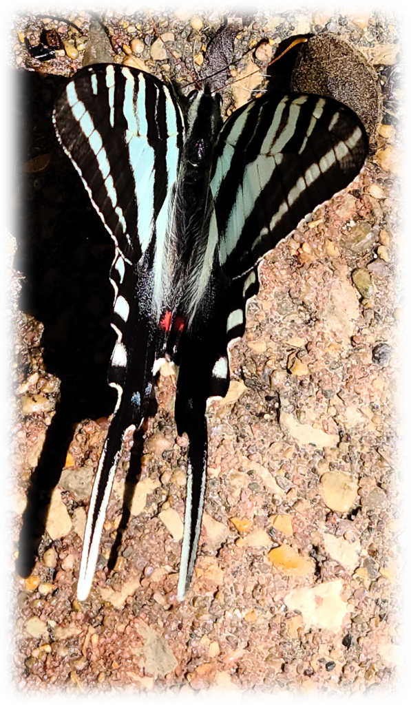 Swallowtail butterfly that arrived on May 14, 2024, the day that Tim passed away.